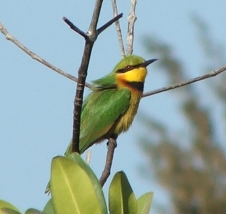 Bee eater,  Gambia